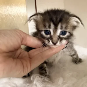 Klodina - kočička plemene Ukrajinsý levkoy fold