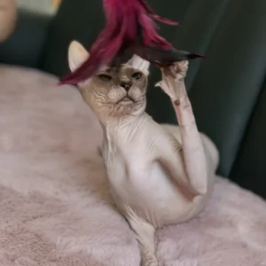 Lika Boucheron*CZ - kočka plemene Donský Sphynx