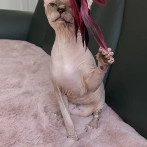 Lika Boucheron*CZ - kočka plemene Donský Sphynx