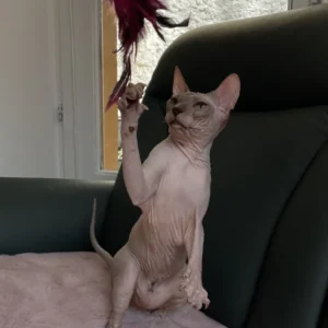 Lika Boucheron*CZ - kočka plemene Donský Sphynx