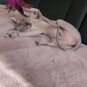 Lika Boucheron*CZ - kočka plemene Donský Sphynx