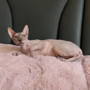 Lika Boucheron*CZ - kočka plemene Donský Sphynx