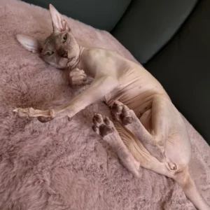 Lika Boucheron*CZ - kočka plemene Donský Sphynx