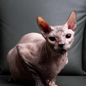 Milania Elison Fire kočka plemene Donský Sphynx