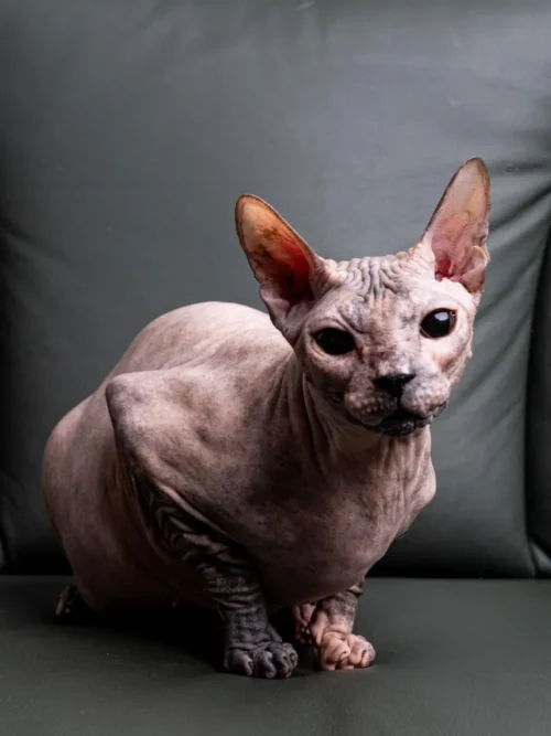 Milania Elison Fire kočka plemene Donský Sphynx