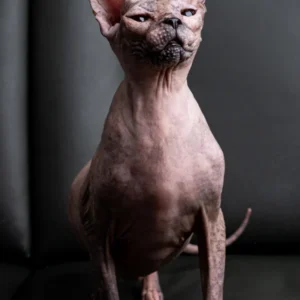 Milania Elison Fire kočka plemene Donský Sphynx