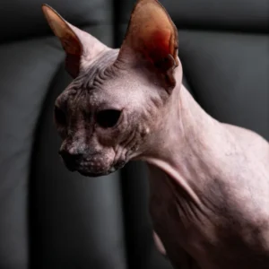 Milania Elison Fire kočka plemene Donský Sphynx