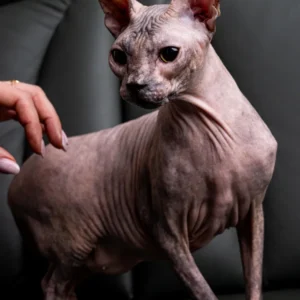 Milania Elison Fire kočka plemene Donský Sphynx