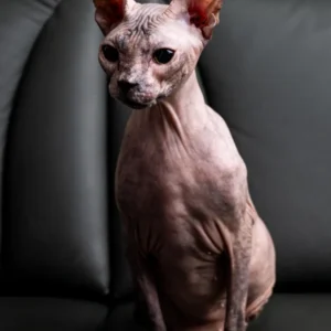 Milania Elison Fire kočka plemene Donský Sphynx