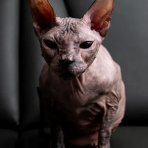 Milania Elison Fire kočka plemene Donský Sphynx