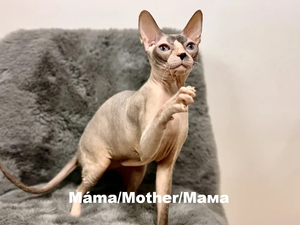 Máma - Xenola - kočka plemene Donský sphynx