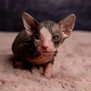 Marcy - kočička plemene Ukrajinsý levkoy straight