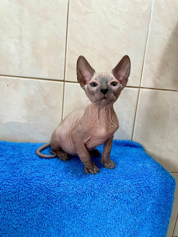 Marvel - kocourek plemene Donský Sphynx