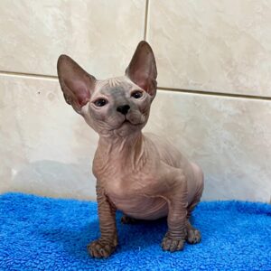 Marvel - kocourek plemene Donský Sphynx