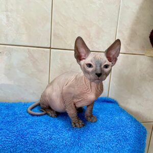 Marvel - kocourek plemene Donský Sphynx