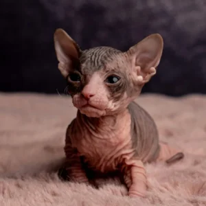 Marylin - kočička plemene Ukrajinsý levkoy straight