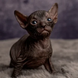 Melory - kočička plemene Ukrajinsý levkoy straight