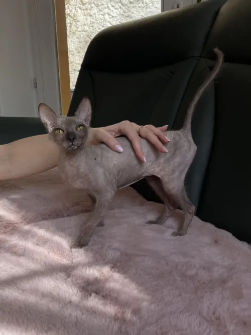 Milania Ellison Fire - kočka Donský Sphynx