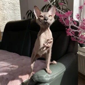 Milania Ellison Fire - kočka Donský Sphynx