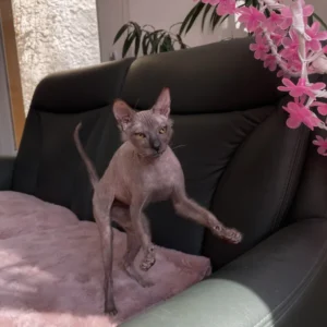 Milania Ellison Fire - kočka Donský Sphynx