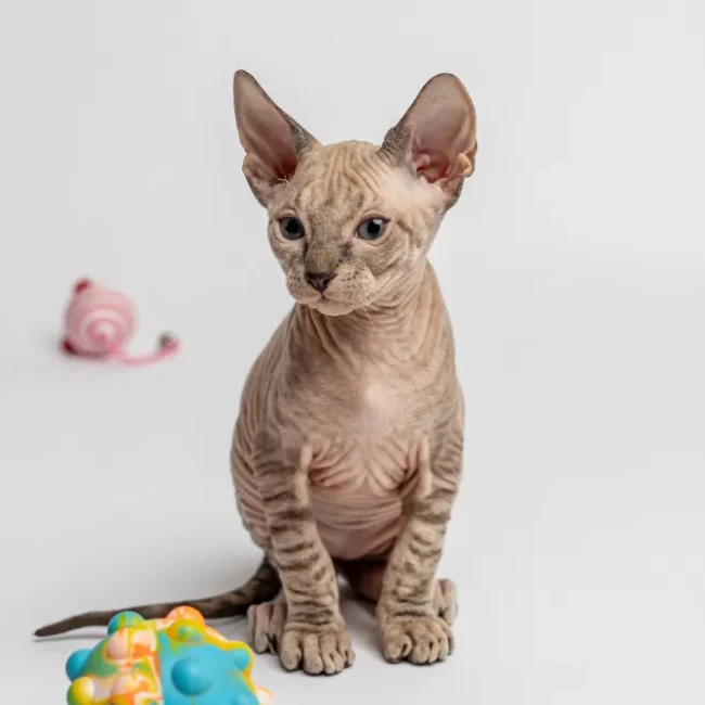 Nemo - kocourek plemena Donský sphynx