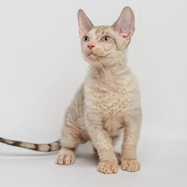 Nigel - kocourek plemena Donský sphynx