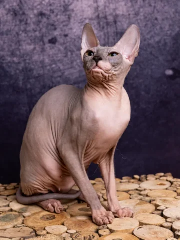 Olivka of Aenigma Arcanum (at home simply Oli). Breed – Don Sphynx Olivka of Aenigma Arcanum (at home simply Oli). Breed – Don Sphynx