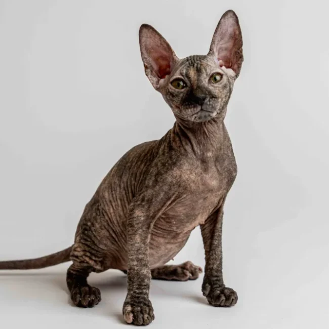 Omelia - kočička plemene Donský sphynx