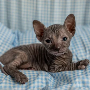 Omelia - kočička plemena Donský sphynx