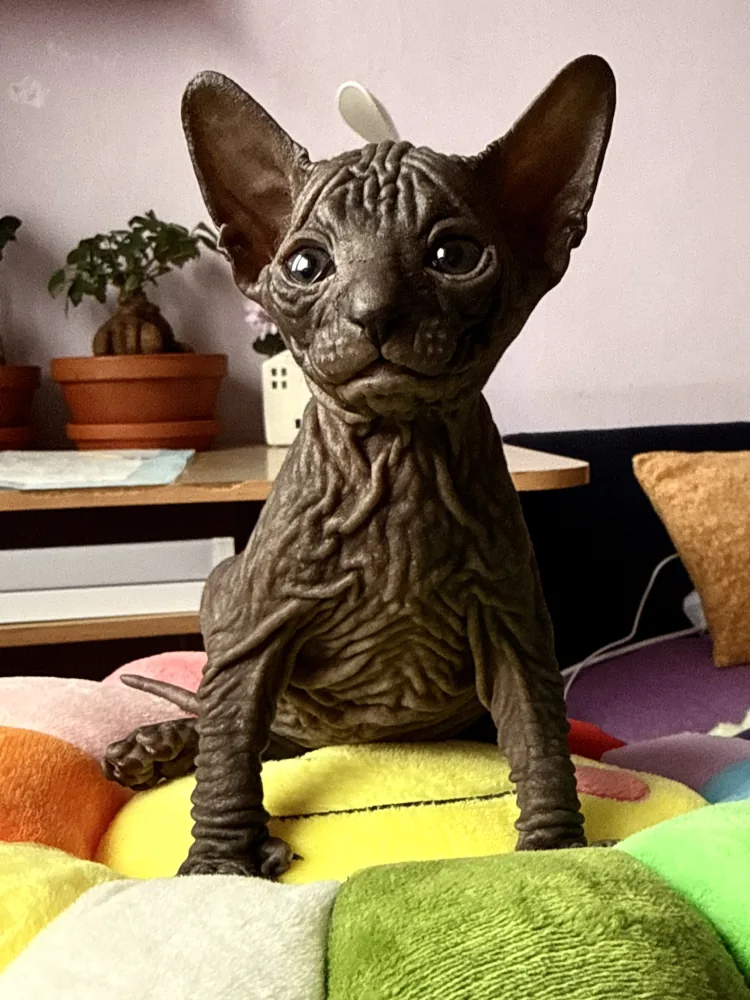 Opra - kočička plemena Donský sphynx