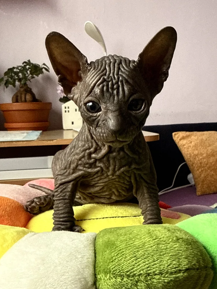 Opra - kočička plemena Donský sphynx