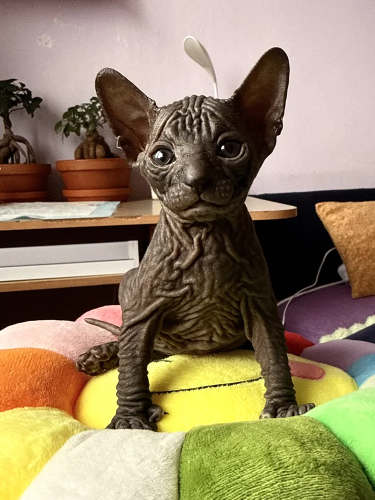 Opra - kočička plemena Donský sphynx