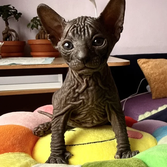 Opra - kočička plemena Donský sphynx
