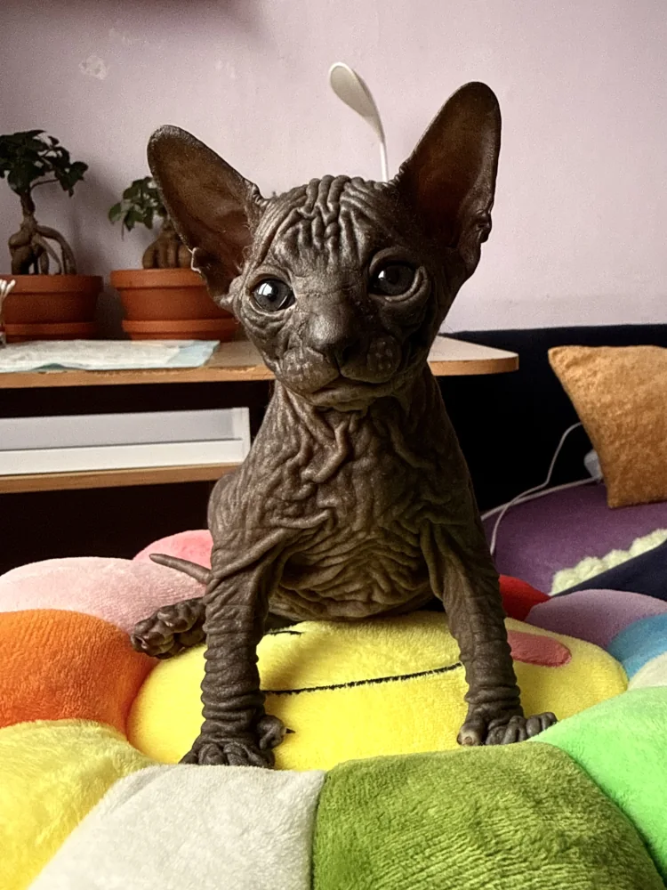 Reservation of the kitten Boucheron*CZ Opra