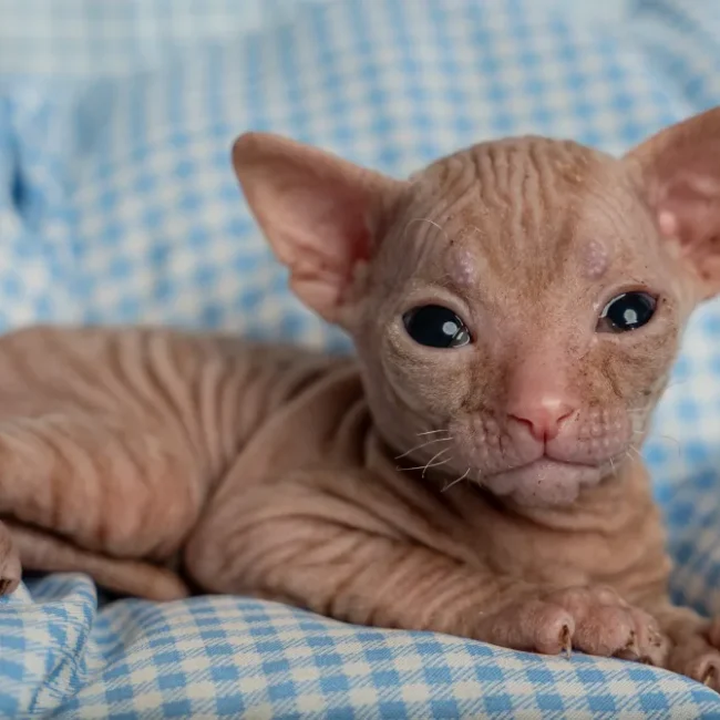 Osman - kocourek plemena Donský sphynx
