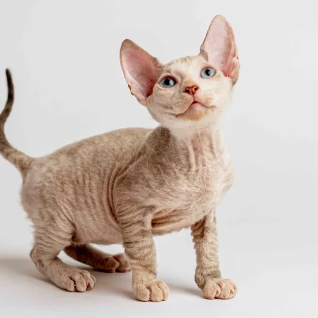Otto - kocourek plemene Donský sphynx