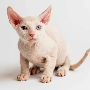 Ozzy - kocourek plemene Donský sphynx