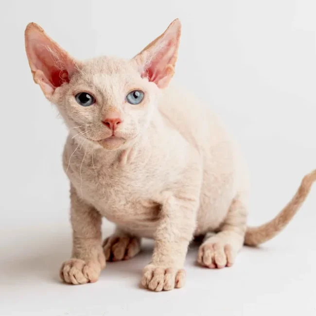 Ozzy - kocourek plemene Donský sphynx