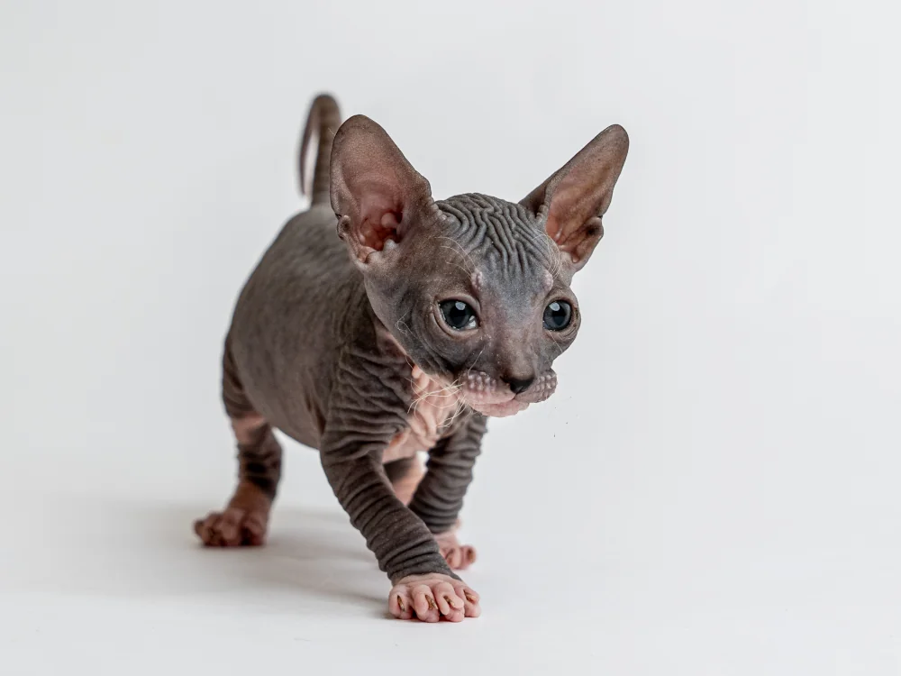 Parker - kocourek plemene Donský sphynx