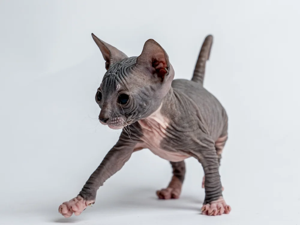 Parker - kocourek plemene Donský sphynx