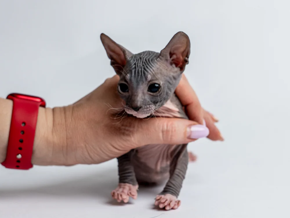Parker - kocourek plemene Donský sphynx