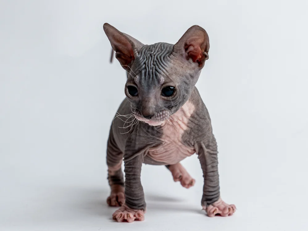 Parker - kocourek plemene Donský sphynx