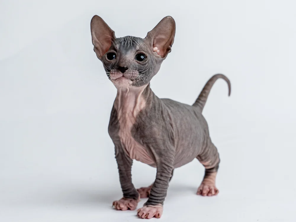 Parker - kocourek plemene Donský sphynx