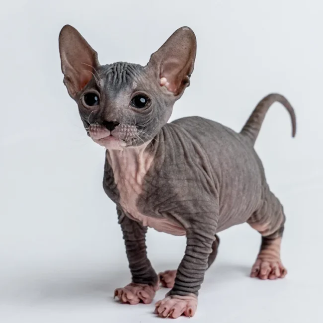 Parker - kocourek plemene Donský sphynx