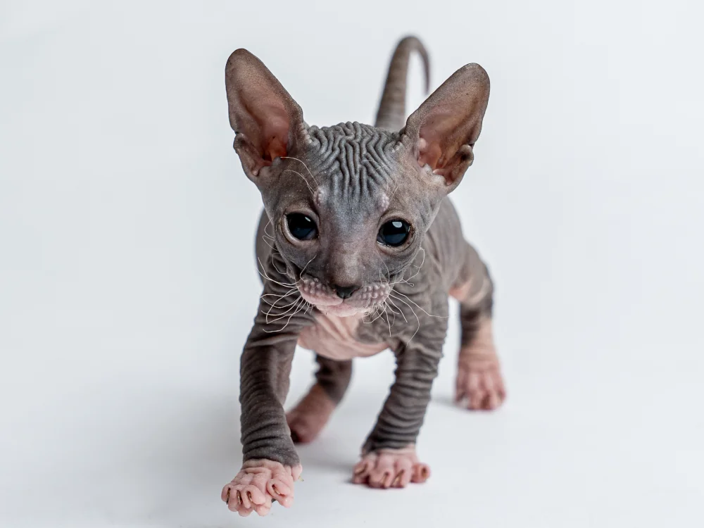 Parker - kocourek plemene Donský sphynx