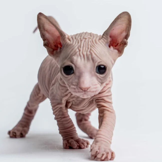 Paul - kocourek plemene Donský sphynx