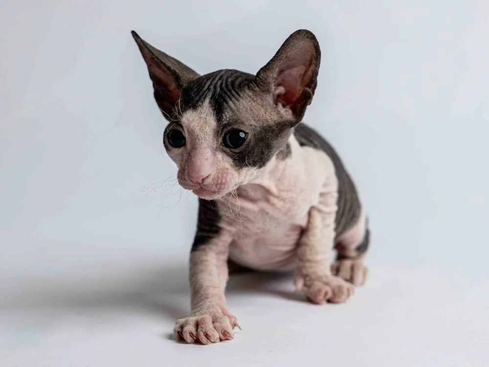 Penelope - kočička plemene Donský sphynx