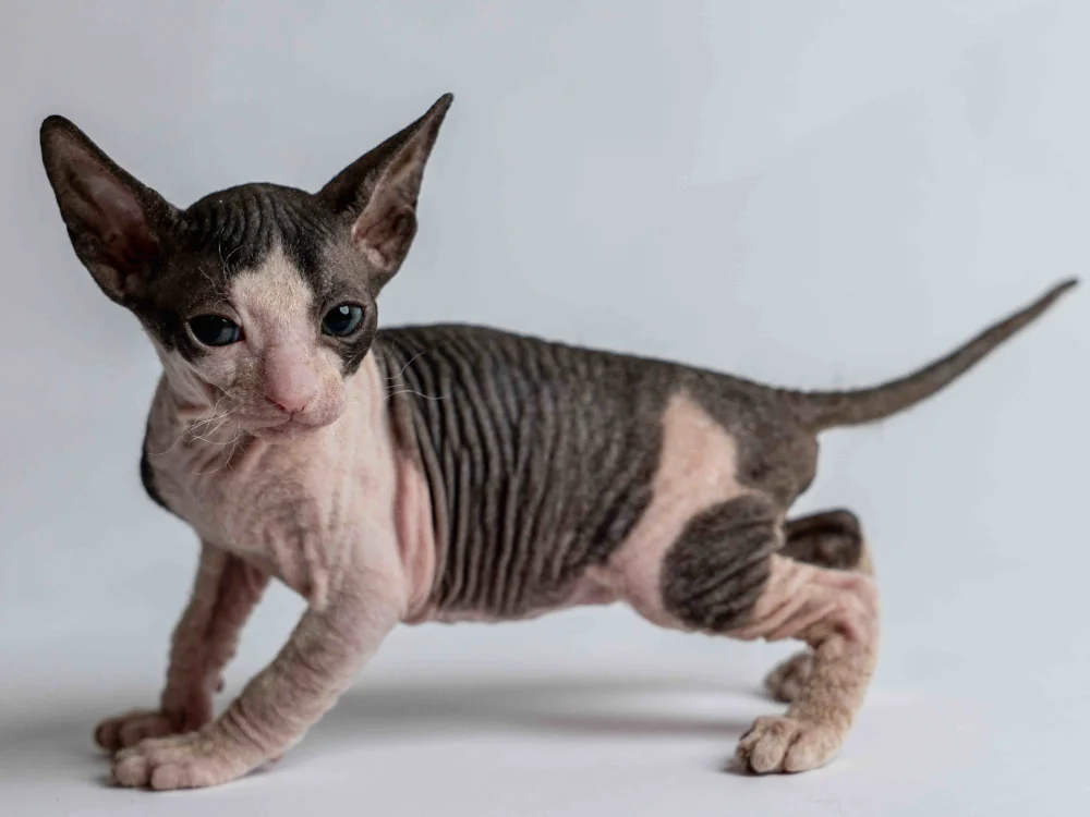 Penelope - kočička plemene Donský sphynx
