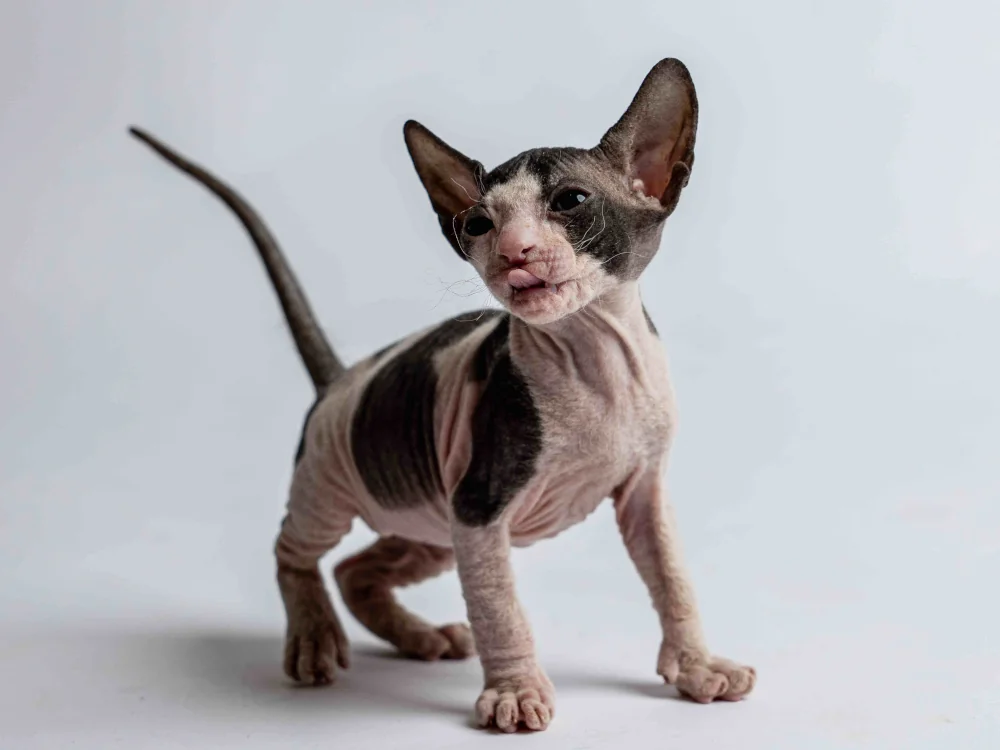 Penelope - kočička plemene Donský sphynx