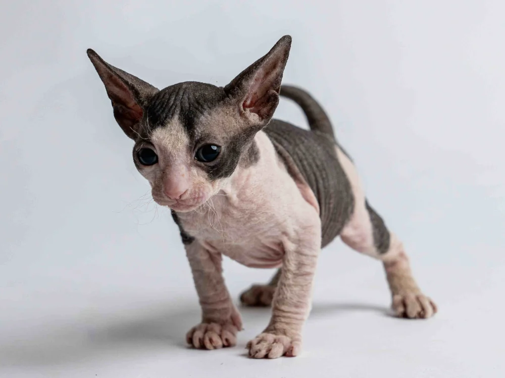 Penelope - kočička plemene Donský sphynx